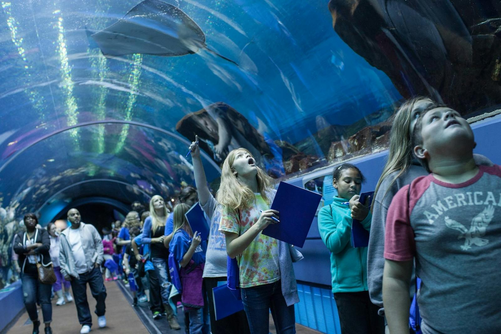 Beundrende besøgende i tunnelen på Georgia Aquarium