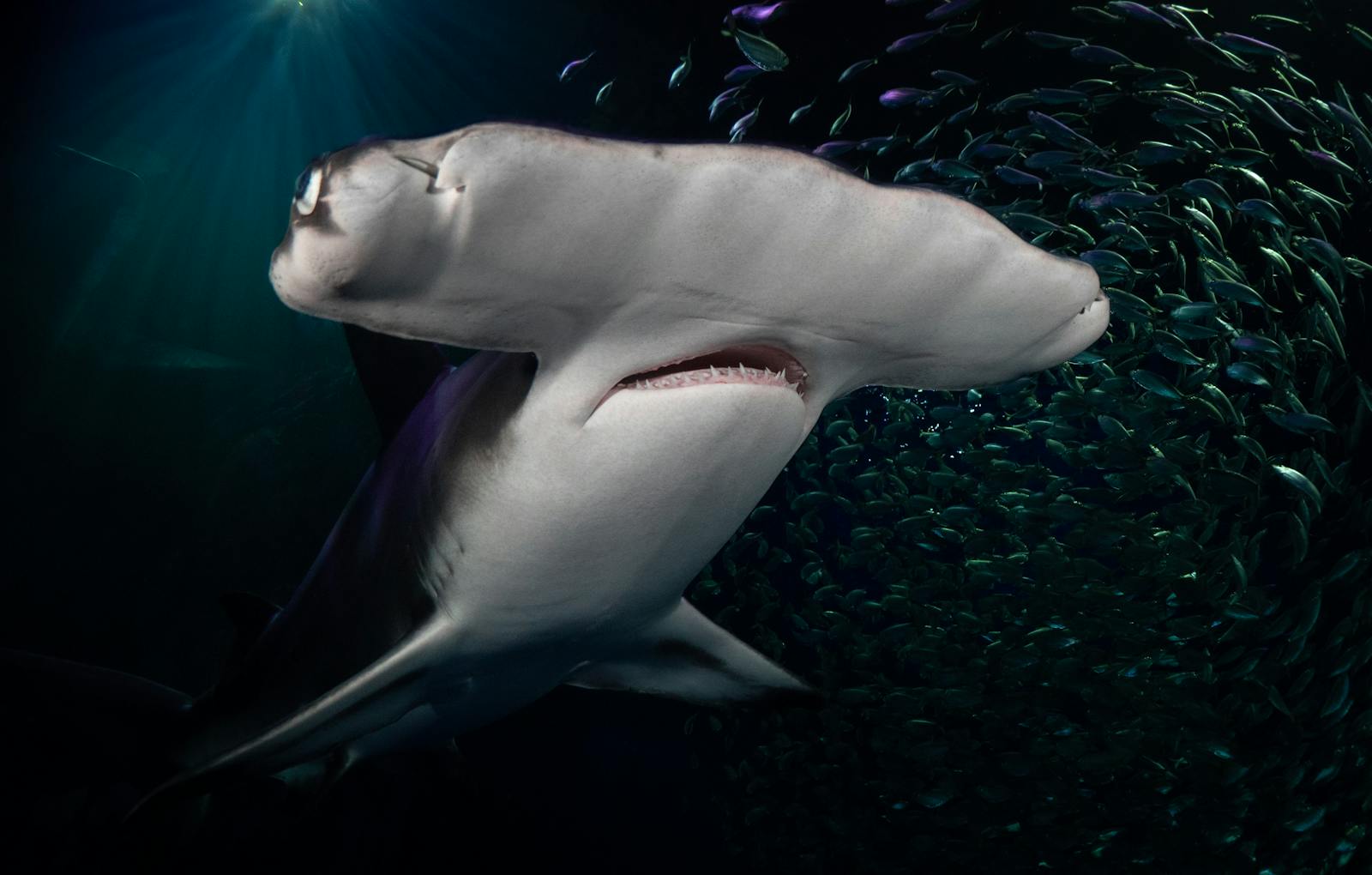 Majestätischer Hammerhai im Georgia Aquarium