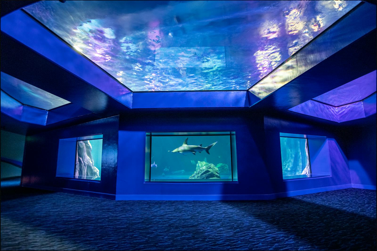 Georgia Aquarium with shark and illuminated ceiling