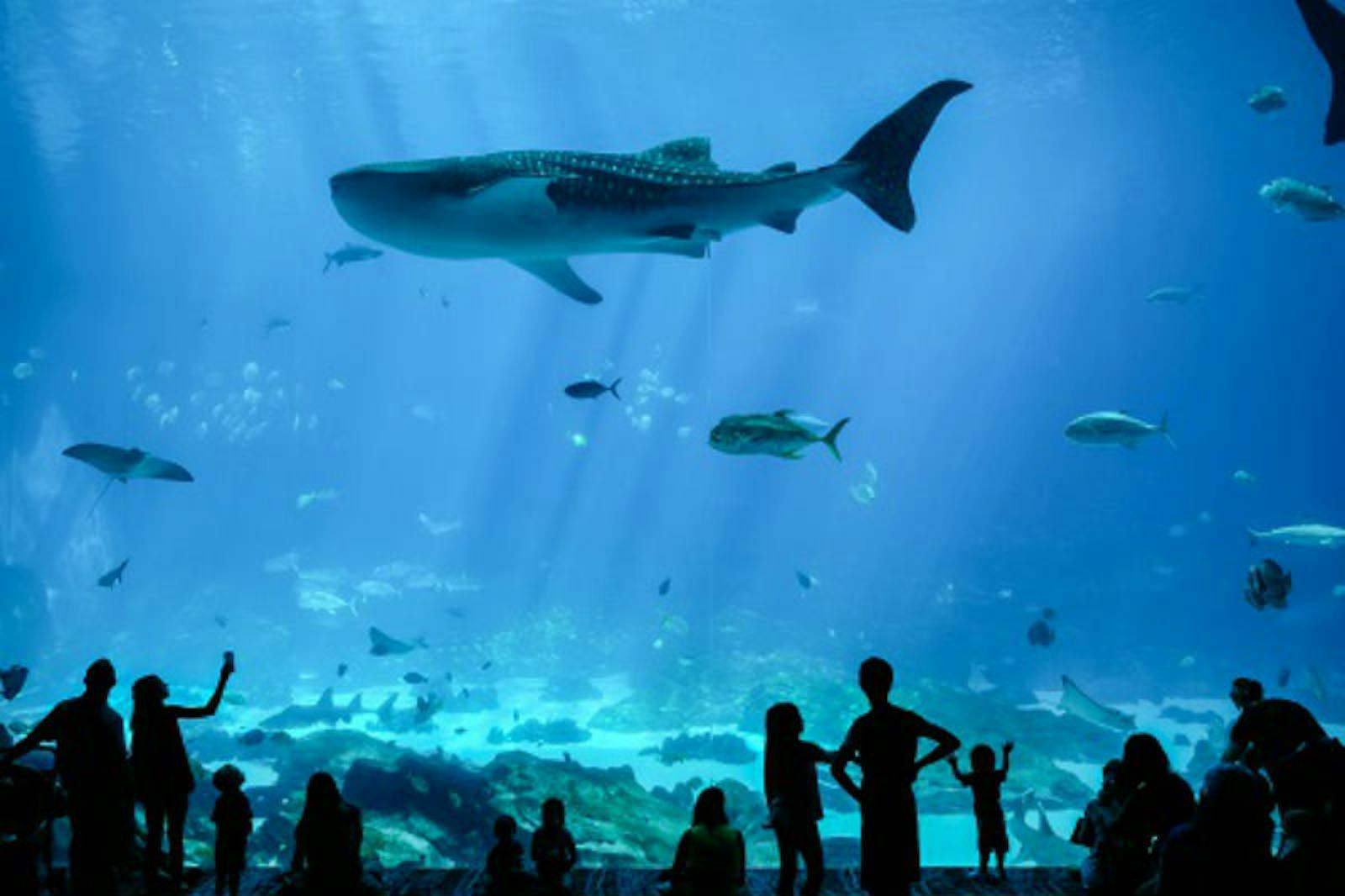 ジョージア水族館で巨大なマンタレイの前に立つ訪問者のシルエット
