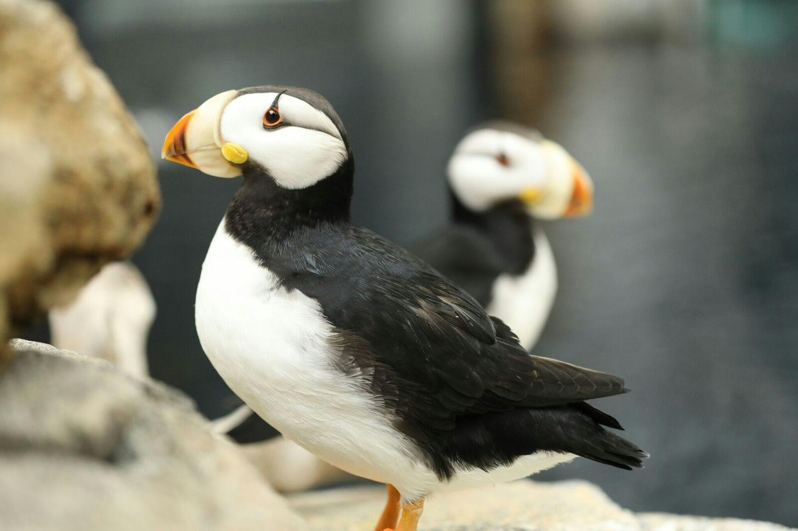 Majestatyczne puchacze w Aquarium de Géorgie