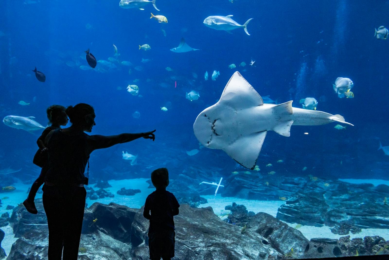 Odwiedzający kontemplujący mantę w Georgia Aquarium