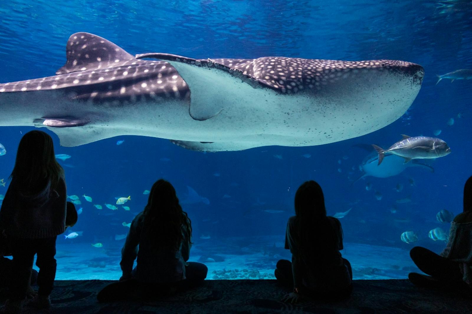 Гигантская китовая акула над посетителями в Georgia Aquarium