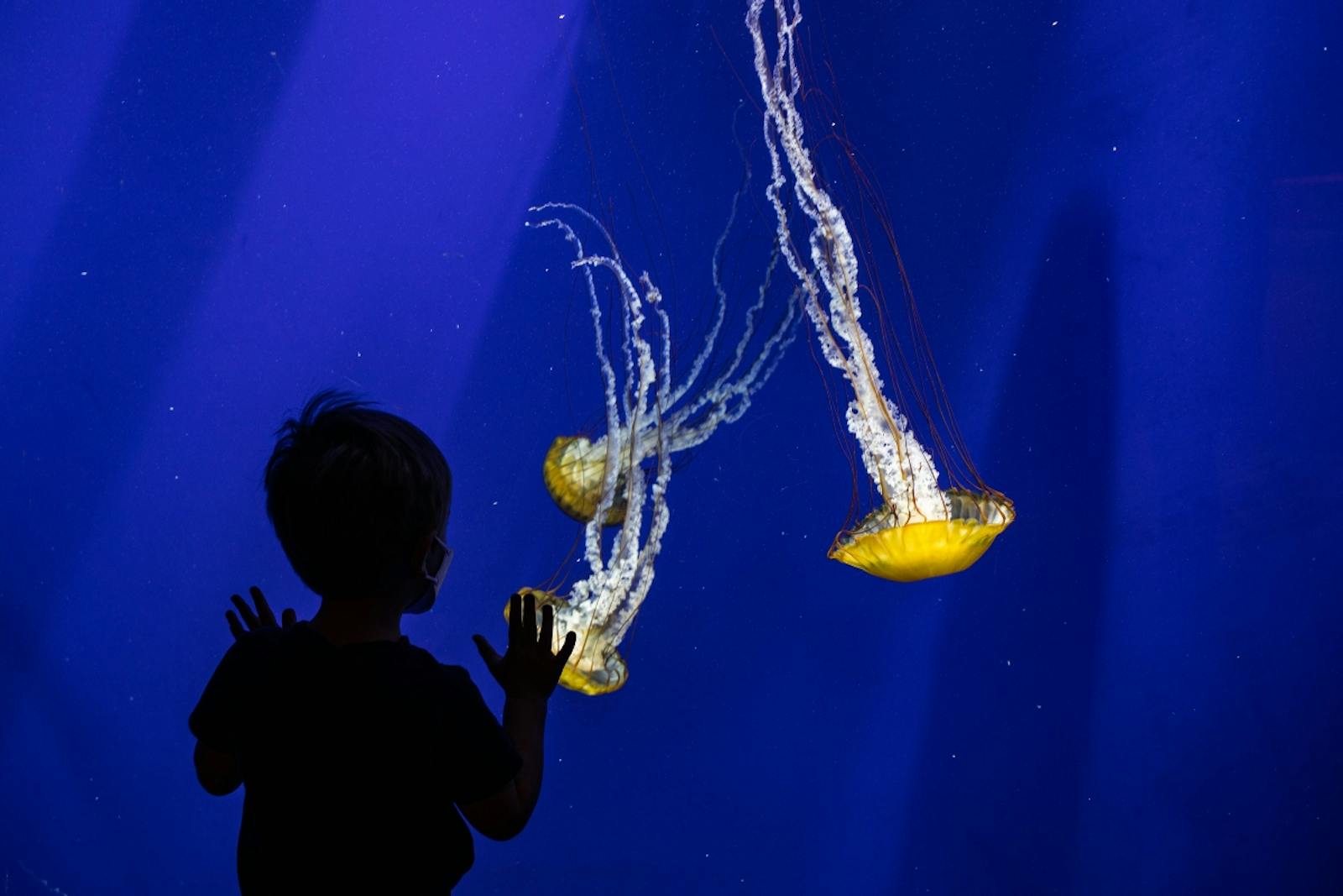 Barn betraktar maneter i Georgia Aquarium